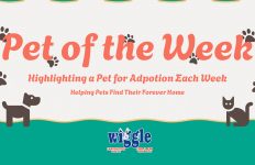 Pet of the Week