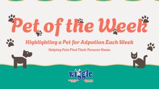 Pet of the Week