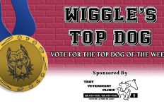 Wiggle's Top Dog of the Week